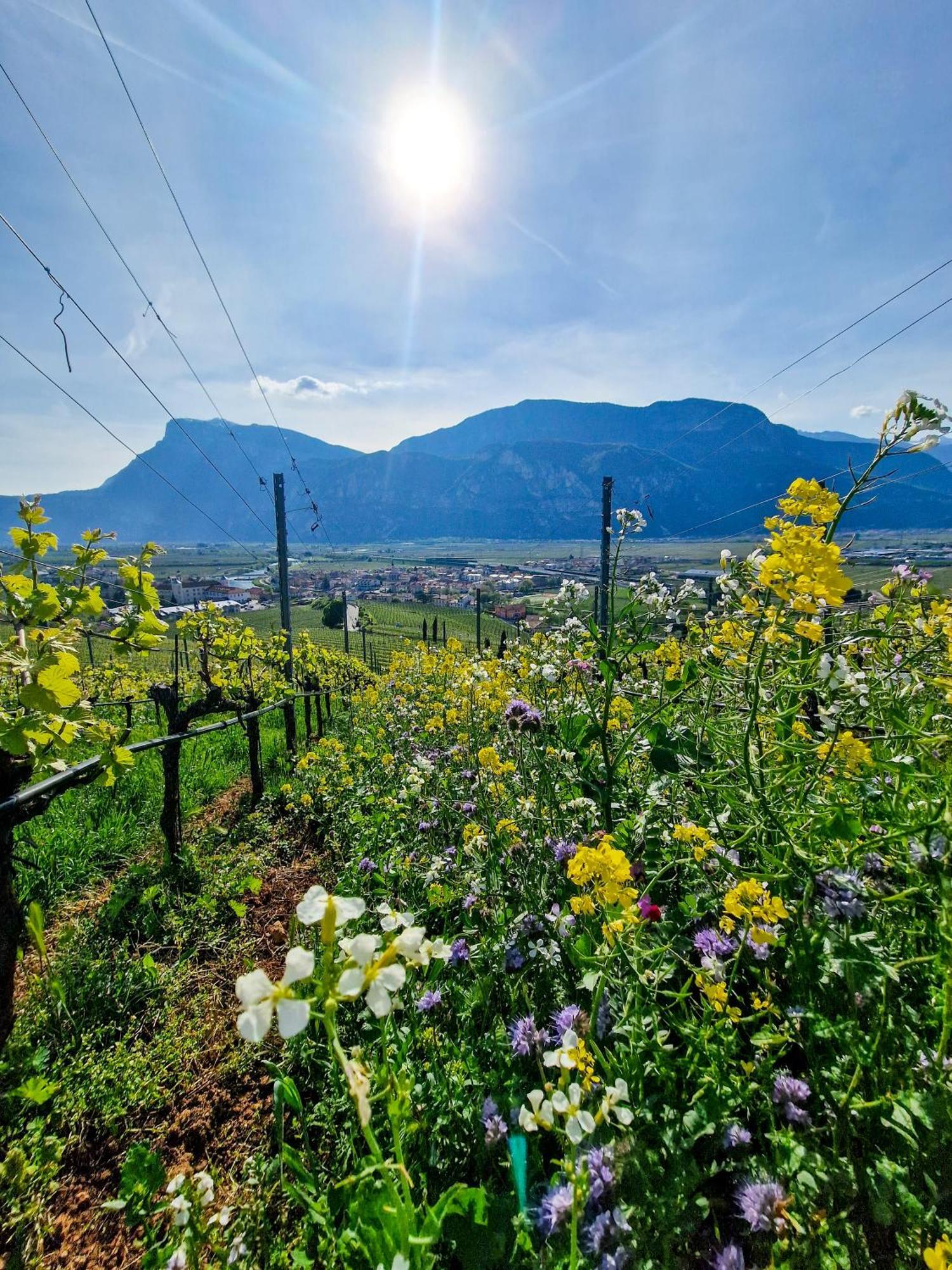 Hotel Garni La Vigna - Adult Friendly San Michele allʼAdige エクステリア 写真